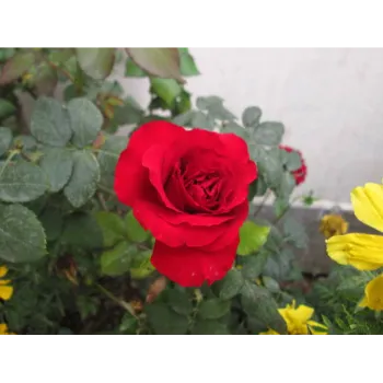 Red Rose Flower